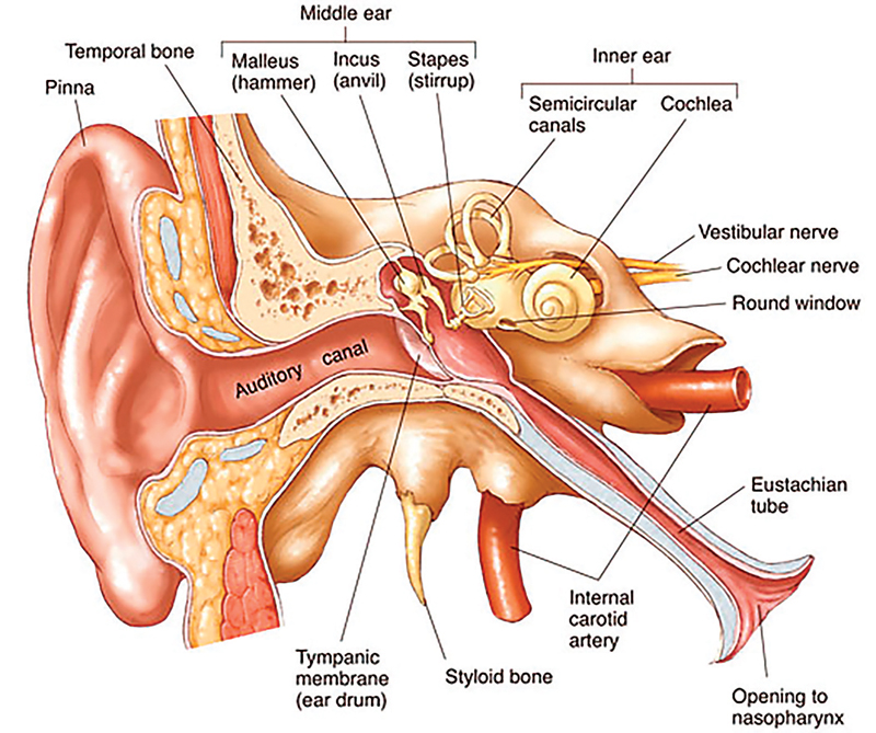 fig1